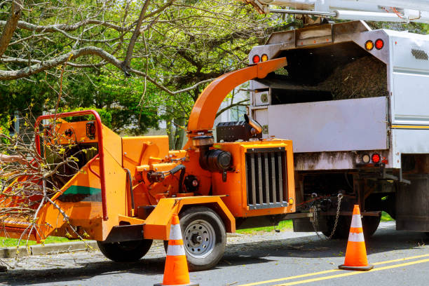 Trusted Clearlake Riviera, CA Tree Care  Experts